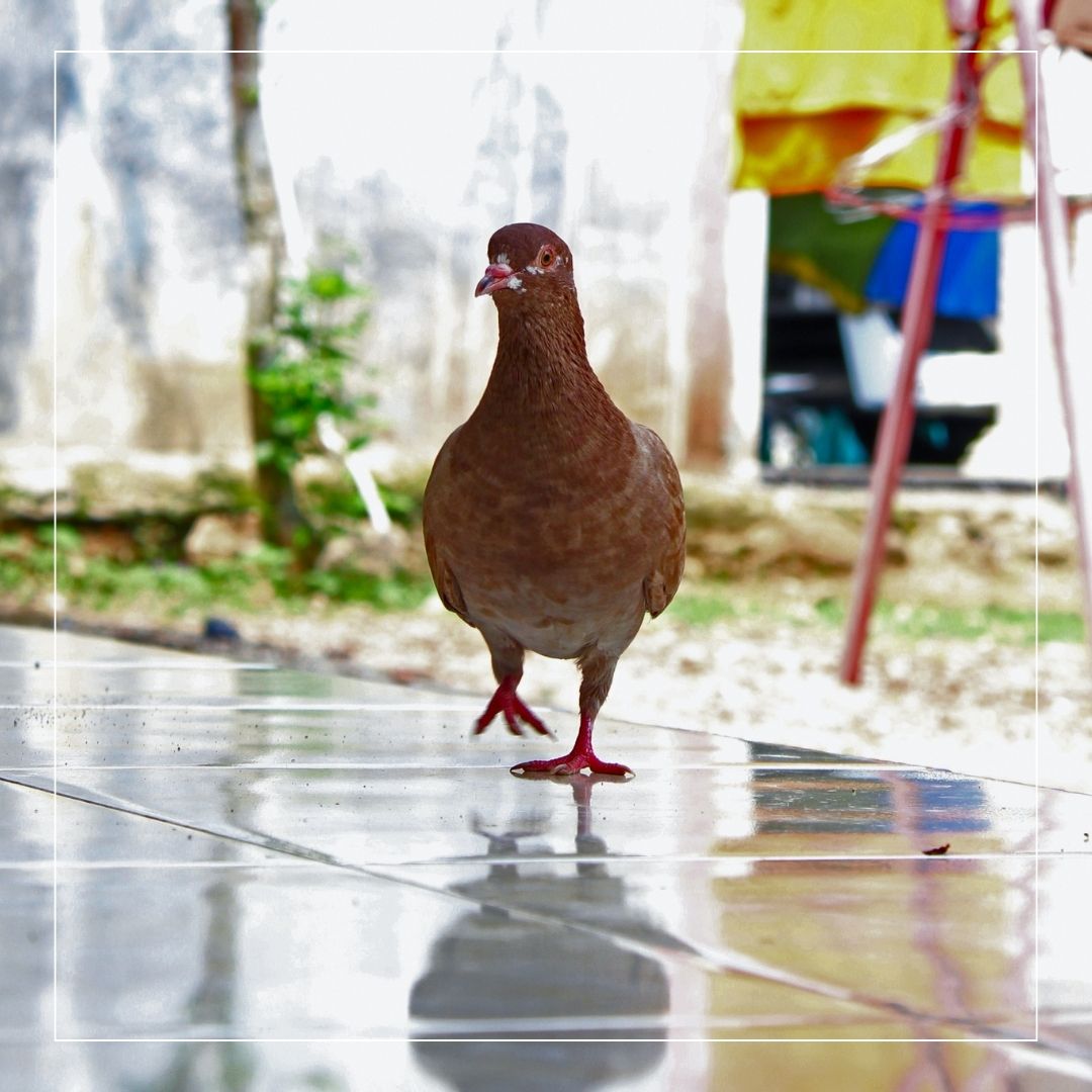 How to Clean Bird Droppings & Animal Waste off of Outdoor Tiles