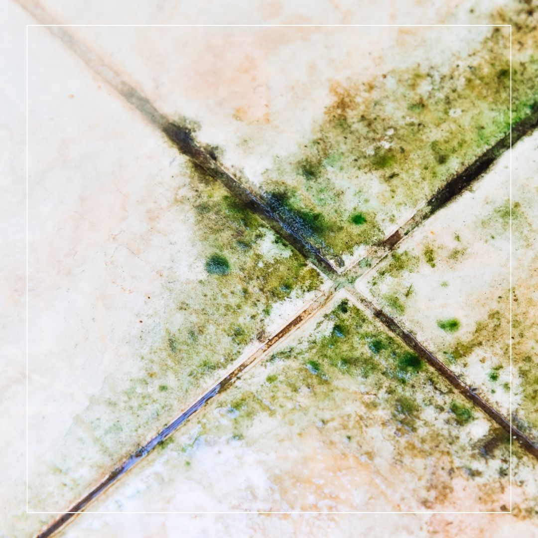 How to Clean Outdoor Tiles from Moss, Algae & Lichen Growth